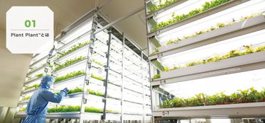 京東生鮮2018年戰略 植物工廠商業模式或將全球復制